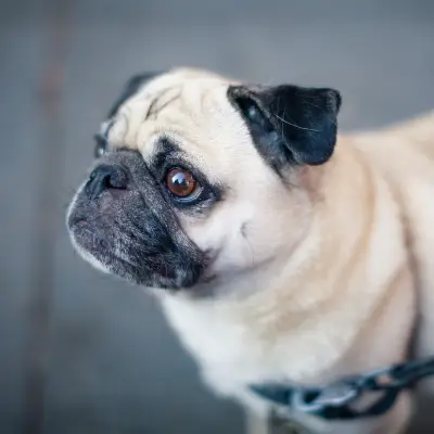 Buy Pug Puppies For Sale in Chandigarh