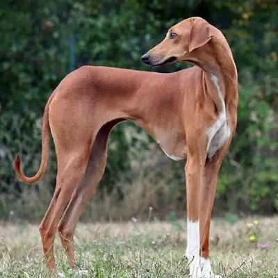 Buy Rampur Hound Puppies For Sale in Chandigarh