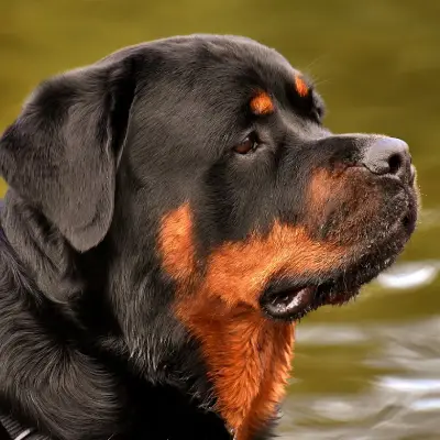 Buy Rottweiler Puppies For Sale in Chandigarh