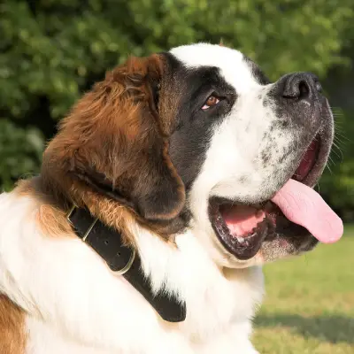 Buy Saint Bernard Puppies For Sale in Chandigarh