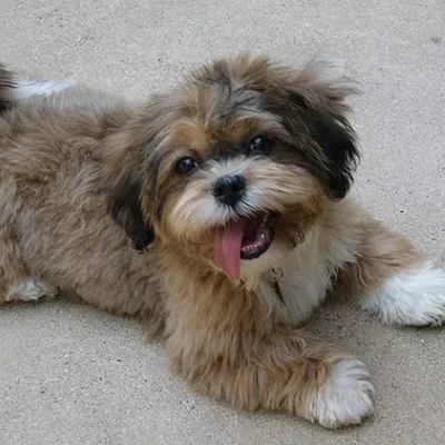 Buy Shih Poo  Puppies For Sale In Goa