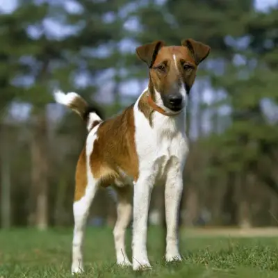 Buy Smooth Fox Terrier Puppies For Sale in Chandigarh