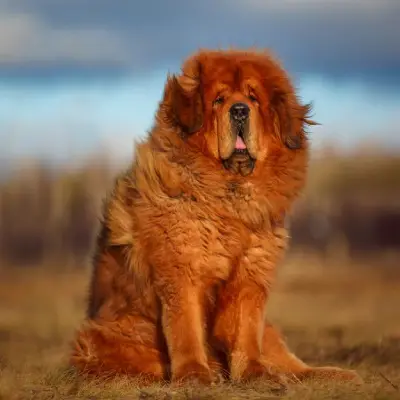 Buy Tibetan Mastiff

 Puppies For Sale in Chandigarh