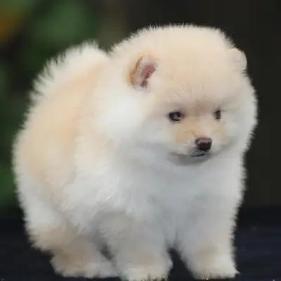 Buy Toy Pom Puppies For Sale in Chandigarh