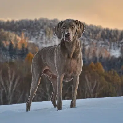 Buy Weimaraner Puppies For Sale in Chandigarh