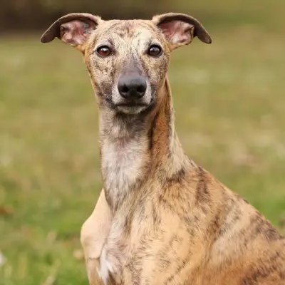 Buy Whippet Puppies For Sale in Chandigarh