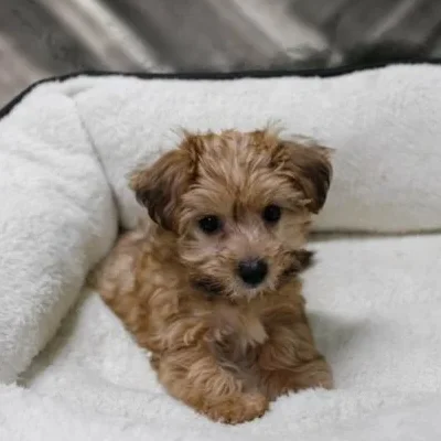 Buy Yorkiepoo  Puppies For Sale In Goa