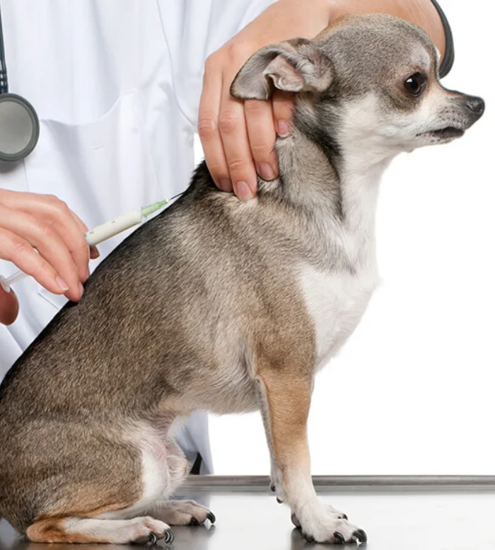 dog vaccination