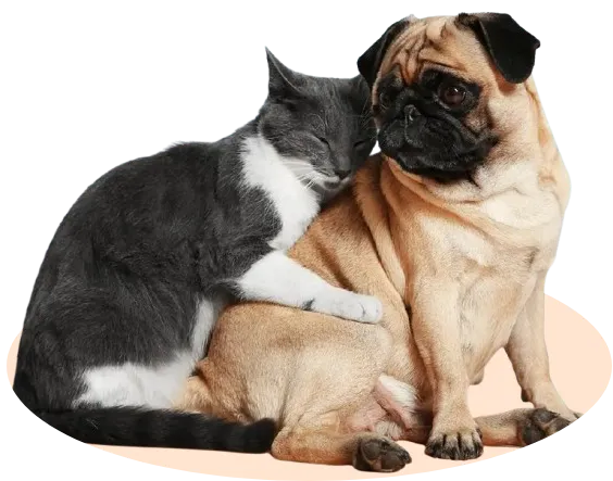 Buy Pets Online | Puppies For Sale In India