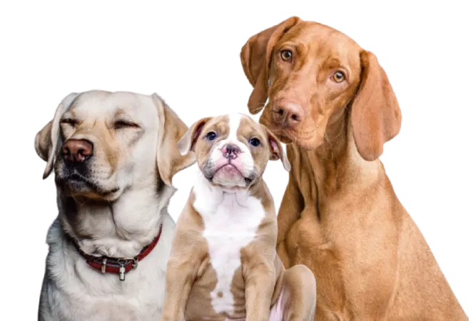 Buy Pets Online | Puppies For Sale In India