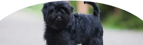 Beagle Price in Ranchi | Beagle Puppies for sale in Ranchi