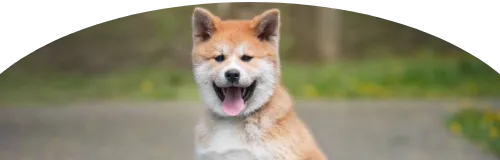 Beagle Price in Ranchi | Beagle Puppies for sale in Ranchi