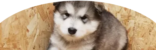 Beagle Price in Ranchi | Beagle Puppies for sale in Ranchi