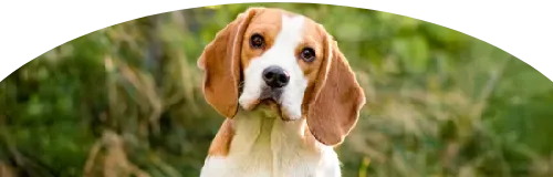 Beagle Price in Ranchi | Beagle Puppies for sale in Ranchi