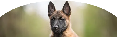 Beagle Price in Ranchi | Beagle Puppies for sale in Ranchi