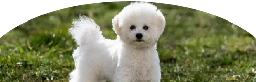 Beagle Price in Ranchi | Beagle Puppies for sale in Ranchi