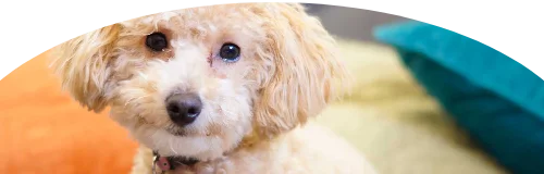 Bichonpoo Price in Ranchi | Bichonpoo Puppies for sale in Ranchi