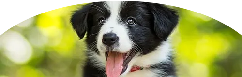 Beagle Price in Ranchi | Beagle Puppies for sale in Ranchi