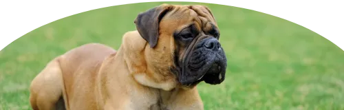 Beagle Price in Ranchi | Beagle Puppies for sale in Ranchi