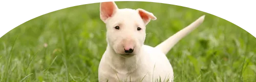 Beagle Price in Ranchi | Beagle Puppies for sale in Ranchi