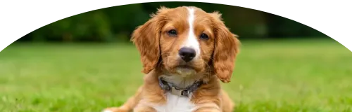 Beagle Price in Ranchi | Beagle Puppies for sale in Ranchi