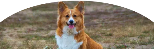 Beagle Price in Ranchi | Beagle Puppies for sale in Ranchi