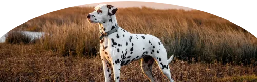 Beagle Price in Ranchi | Beagle Puppies for sale in Ranchi