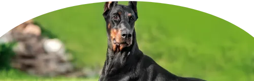 Beagle Price in Ranchi | Beagle Puppies for sale in Ranchi