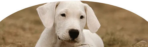 Beagle Price in Ranchi | Beagle Puppies for sale in Ranchi