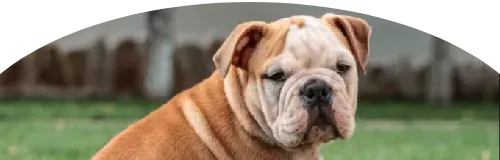 Beagle Price in Ranchi | Beagle Puppies for sale in Ranchi