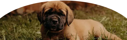 Beagle Price in Ranchi | Beagle Puppies for sale in Ranchi