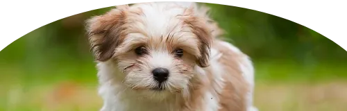 Beagle Price in Ranchi | Beagle Puppies for sale in Ranchi