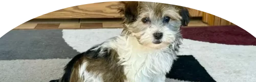 Havapoo Price in Ranchi | Havapoo Puppies for sale in Ranchi