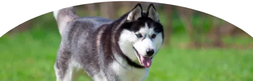 Beagle Price in Ranchi | Beagle Puppies for sale in Ranchi