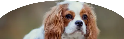 Beagle Price in Ranchi | Beagle Puppies for sale in Ranchi