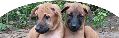 Beagle Price in Ranchi | Beagle Puppies for sale in Ranchi