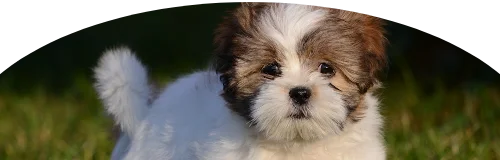 Lhasapoo Price in Ranchi | Lhasapoo Puppies for sale in Ranchi