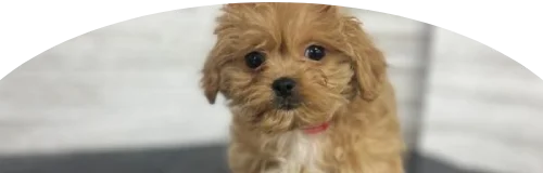 Peekapoo Price in Ranchi | Peekapoo Puppies for sale in Ranchi