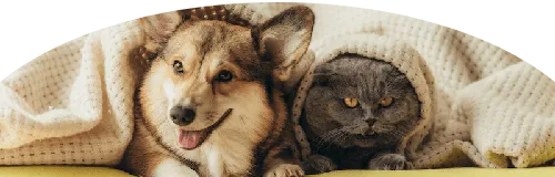 Beagle Price in Ranchi | Beagle Puppies for sale in Ranchi