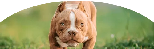 Beagle Price in Ranchi | Beagle Puppies for sale in Ranchi