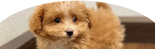 Pomapoo Price in Ranchi | Pomapoo Puppies for sale in Ranchi