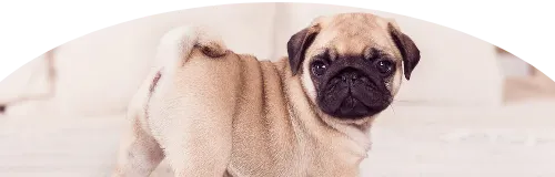 Beagle Price in Ranchi | Beagle Puppies for sale in Ranchi