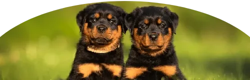 Beagle Price in Ranchi | Beagle Puppies for sale in Ranchi