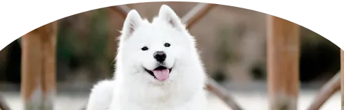 Beagle Price in Ranchi | Beagle Puppies for sale in Ranchi