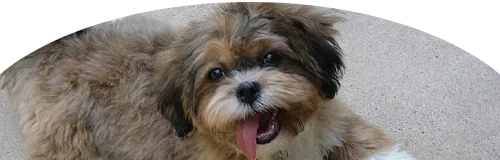 Shih Poo Price in Ranchi | Shih Poo Puppies for sale in Ranchi