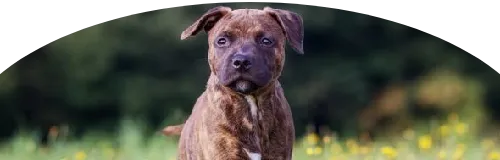 Beagle Price in Ranchi | Beagle Puppies for sale in Ranchi