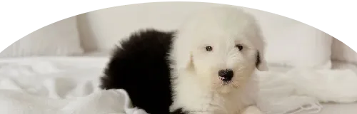 Beagle Price in Ranchi | Beagle Puppies for sale in Ranchi