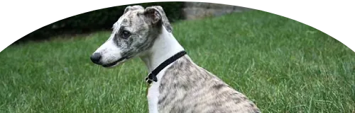 Beagle Price in Ranchi | Beagle Puppies for sale in Ranchi