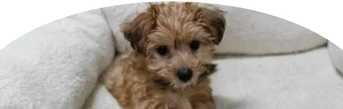 Yorkiepoo Price in Ranchi | Yorkiepoo Puppies for sale in Ranchi